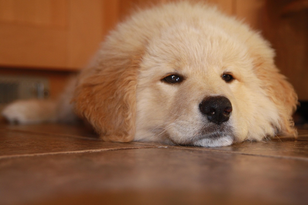 支付宝实名认证：亚马逊注册店铺账号有哪些