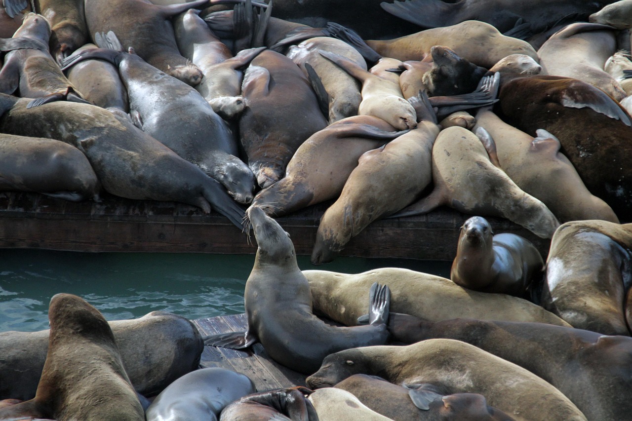 对线上游戏中的欺骗行为和技术支持现象提出自己的看法。