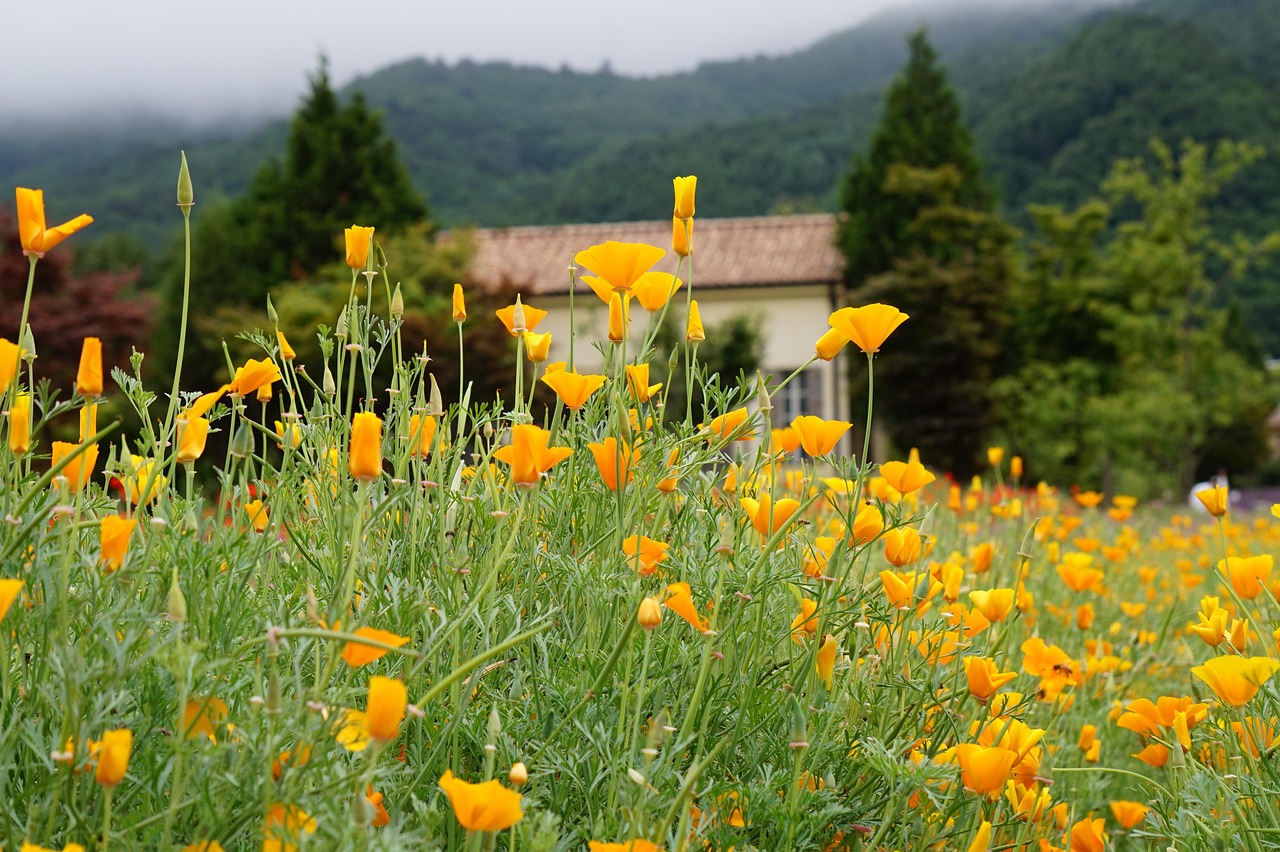 剑荡江湖：美化app官方详情下载教程